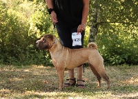 Étalon Shar Pei - Dolly & doll world de tianxia