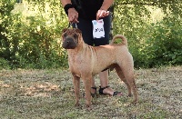 Étalon Shar Pei - Orkaan Du Bouquet Imperial
