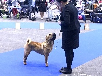 Étalon Shar Pei - CH. Lolita Du Bouquet Imperial