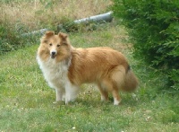 Étalon Shetland Sheepdog - Java gold des jardins de verone