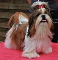Étalon Shih Tzu - Olympe De l'Eden de Cristal