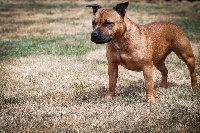 Étalon Staffordshire Bull Terrier - Love Is Blind Nestea love
