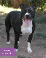 Étalon Staffordshire Bull Terrier - Noushka (Sans Affixe)