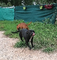 Étalon Staffordshire Bull Terrier - Everybody's Got Noir désir