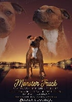 Étalon Staffordshire Bull Terrier - Monster truck (Sans Affixe)