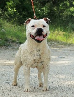 Étalon Staffordshire Bull Terrier - Lewis just polar blackbull diamonds