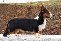 Étalon Welsh Corgi Cardigan - CH. dom corgi Power of love