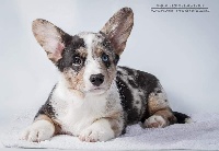 Étalon Welsh Corgi Cardigan - mal bagushy Helfe