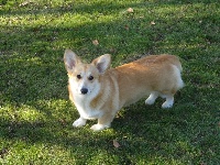Étalon Welsh Corgi Pembroke - Rumba kristall busch