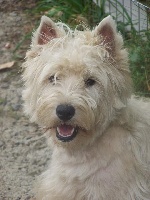 Étalon West Highland White Terrier - Nais Du Clan Des Blue Moon