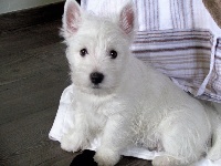 Étalon West Highland White Terrier - Miss lou des vents d'Eole