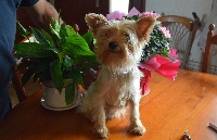 Étalon Yorkshire Terrier - Lyxie De la villa du sieur paoli