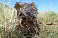 Étalon Yorkshire Terrier - Moriss de la Ferme des Terres d'Argile