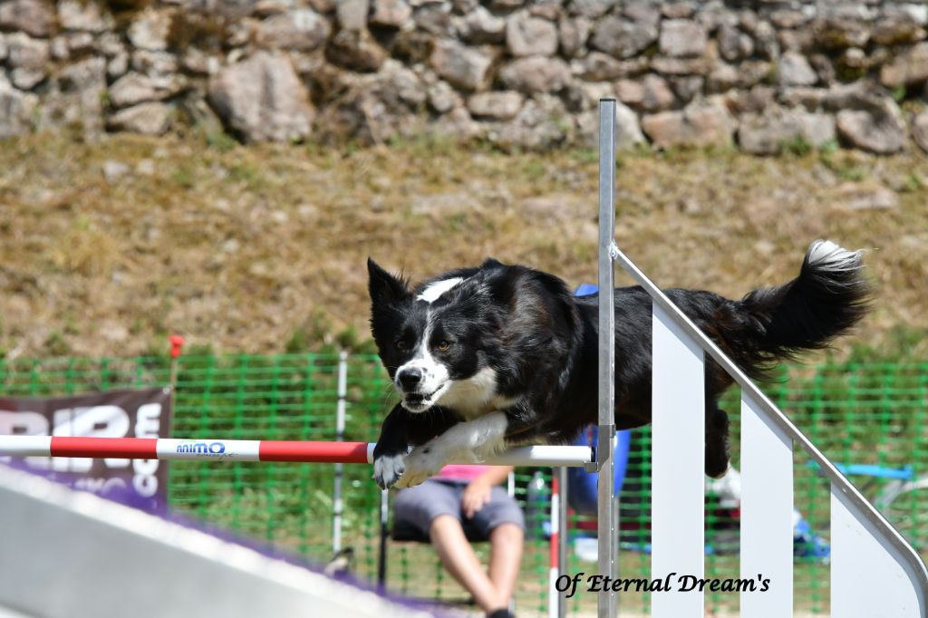 Les Border Collie de l'affixe   Of Eternal Dreams