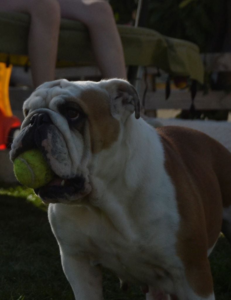 Les Bulldog Anglais de l'affixe   Du Souvenir De Flo'renza
