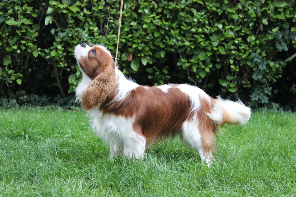 Les Cavalier King Charles Spaniel de l'affixe   De La Baie De Luya