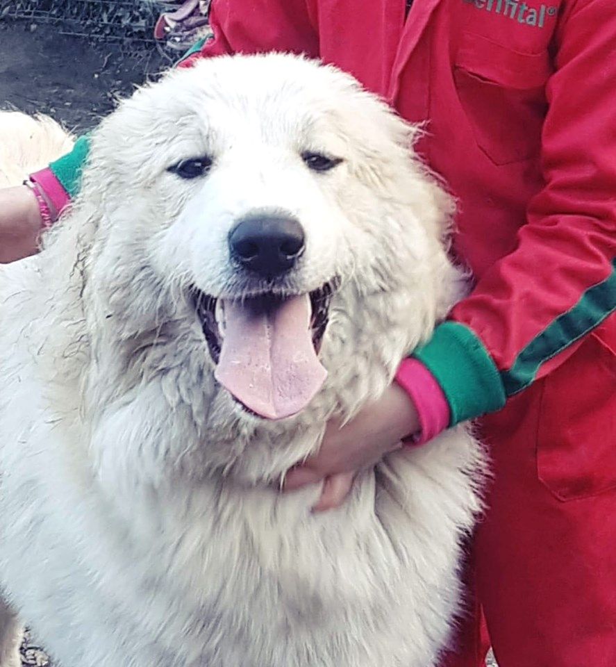 Chien Elevage Du Massif De Lesterel Eleveur De Chiens