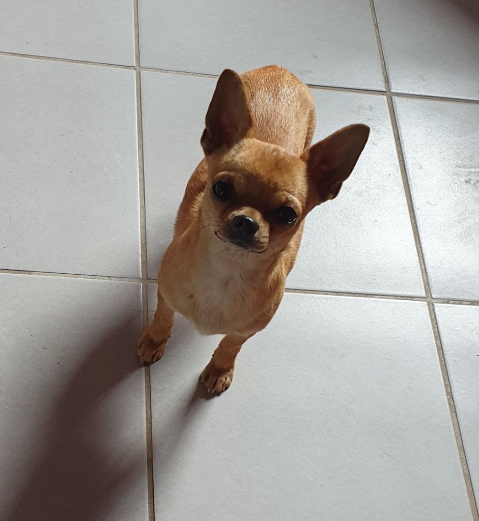 Chihuahua - Olly