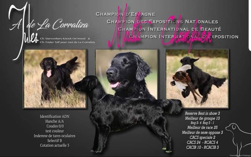 Chiot Elevage Des Landes De Sables Eleveur De Chiens