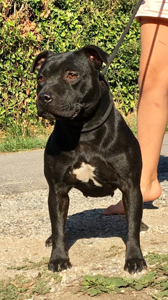 Miami ink du Domaine De Thalie chien de race toutes races