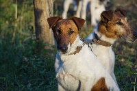 Étalon Fox Terrier Poil lisse - Mistral de Tourbenay