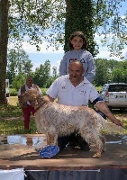 Étalon Setter Anglais - CH. Jappelou De la source des bords de loire