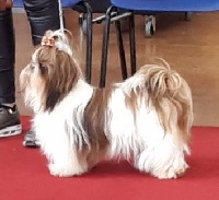 Étalon Shih Tzu - Népal Des Rochettes Di Moulinou}
