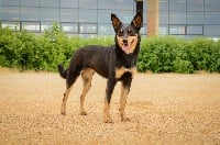 Étalon Australian Kelpie - L'aura dwafla de la Forêt des Quatre Seigneurs