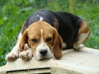 Étalon Beagle - Du clos machard Nonette