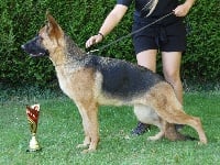 Étalon Berger Allemand - Oxsa du clos des b.a de salomé