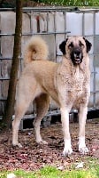 Étalon Berger d'Anatolie - CH. M'gures The Legend Of Kangal