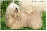 Étalon Bichon Havanais - Medoc Du Buisson De La Passée