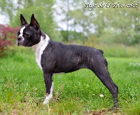 Étalon Boston Terrier - CH. Forever black and white devils