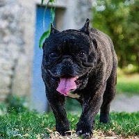 Étalon Bouledogue français - Isaac de chateau de moncey