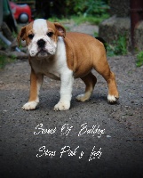 Étalon Bulldog Anglais - Secret of Bulldogs Stars  Pink'y lady