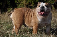 Étalon Bulldog Anglais - Mystic des coleres de Zeus