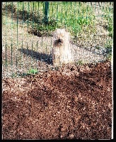 Étalon Cairn Terrier - Nougatine du jardin des korrigans