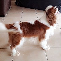 Étalon Cavalier King Charles Spaniel - CH. Pol roger unica soluzione