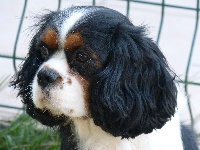 Étalon Cavalier King Charles Spaniel - Nuage des brumes de Garonne