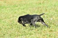 Étalon Chien d'arrêt allemand à poil dur - CH. Troll vom jura-grund