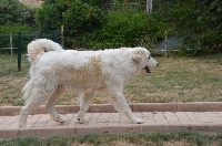 Étalon Chien de Montagne des Pyrenees - Artemis of panland du Val de Pyrène
