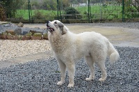 Étalon Chien de Montagne des Pyrenees - CH. Lycos du Val de Pyrène