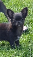Étalon Chihuahua - Pixelle (Sans Affixe)