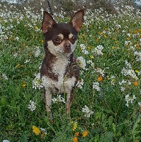 Étalon Chihuahua - Maelie vom der Glucken