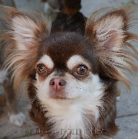Étalon Chihuahua - Fanta (Sans Affixe)
