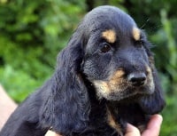 Étalon Cocker Spaniel Anglais - Shaïness Au soleil de yana
