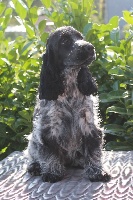 Étalon Cocker Spaniel Anglais - Sidonie Du Pré Aux Etocs
