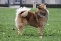 Étalon Eurasier - CH. Neith Au Fenua Herenui Eurasier