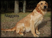 Étalon Golden Retriever - Nuggets (Sans Affixe)