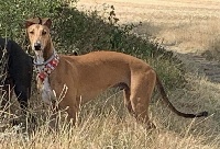 Étalon Greyhound - resch wind Heartfelt hannibal